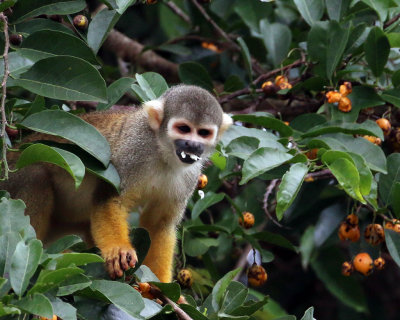 COMMON SQUIRREL MONKEY