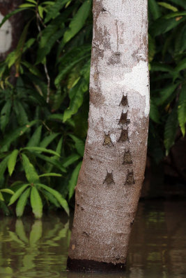 LONG-NOSED BATS