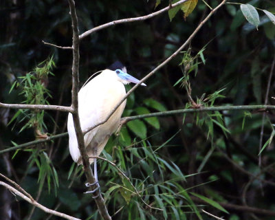 CAPPED HERON
