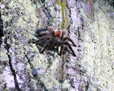 PINK-TOED TARANTULA COMES OUT FOR EVENING DINING