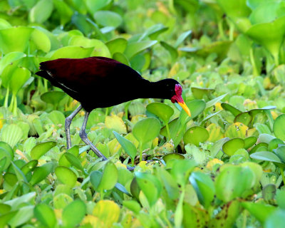 WATTLED JACANA