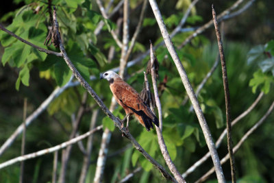 BLACK-COLLARED HAWK 