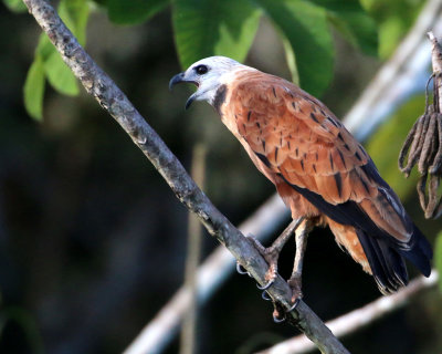 BLACK-COLLARED HAWK 