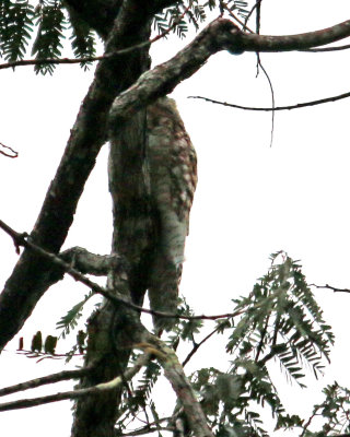 POTOO (GREAT OR COMMON??)