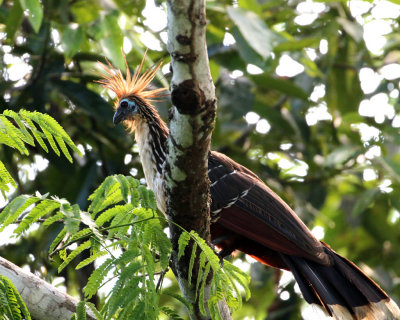 HOATZIN