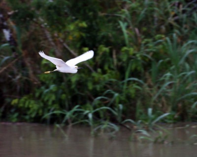 SNOWY EGRET