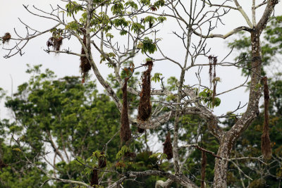 OROPENDULA NESTS