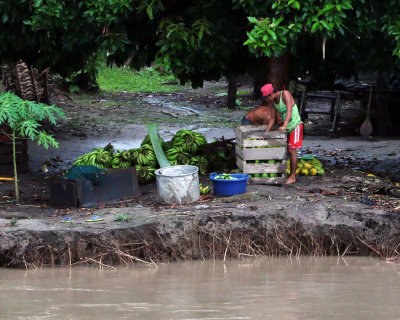 BANANA FARMERS PACKING FOR SHIPMENT