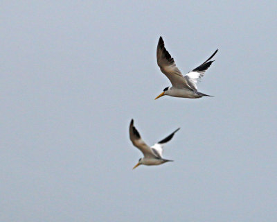 LARGE-BILLED TERNS