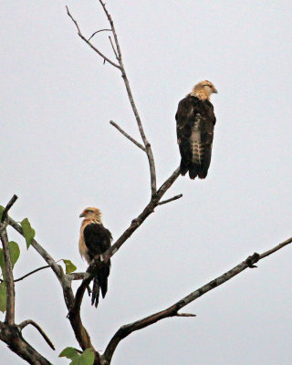 YELLOW-HEADED CARACARA