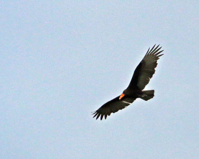 TURKEY VULTURE