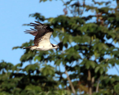 OSPREY