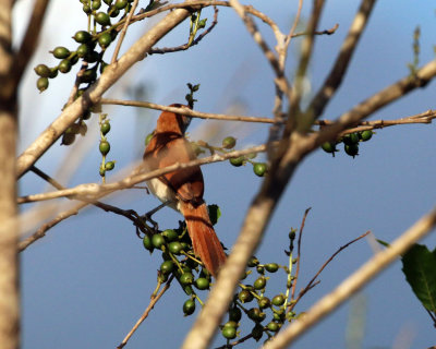 RED-AND-WHITE SPINETAIL