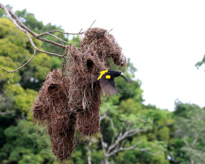 YELLOW-RUMPED CACIQUE NESTS