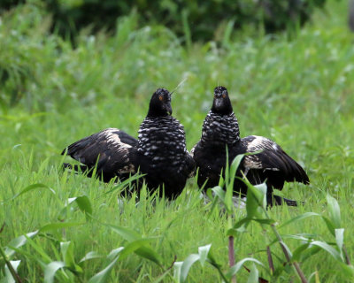 HORNED SCREAMERS