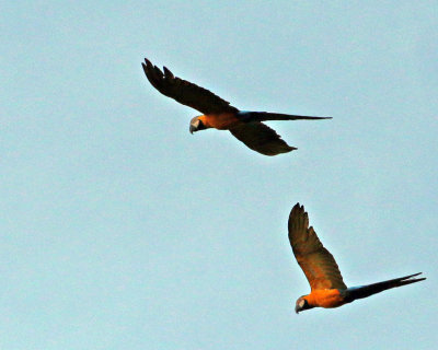 BLUE-AND-YELLOW MACAW
