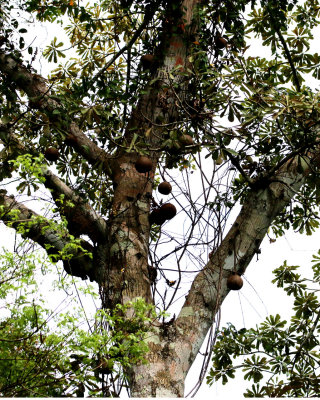 CANNONBALL TREE