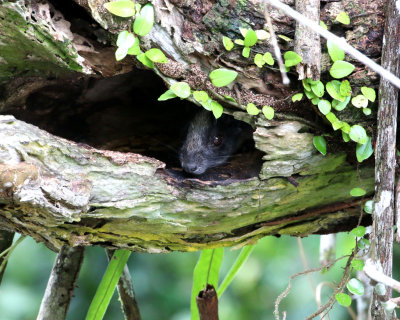 YELLOW-CROWNED BRUSH-TAILED RAT