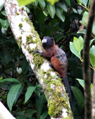 SADDLE-BACKED TAMARIN