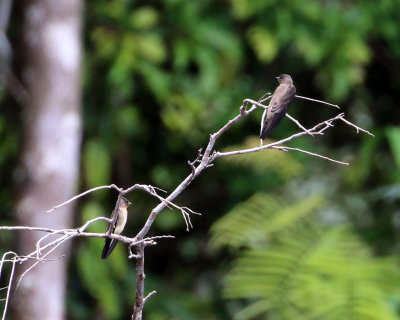 BROWN-CHESTED MARTINS  ??