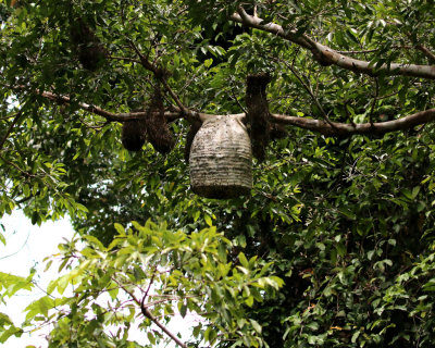 YELLOW-RUMPED CACIQUE NESTS WITH WASP NEST
