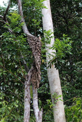 ANT NEST