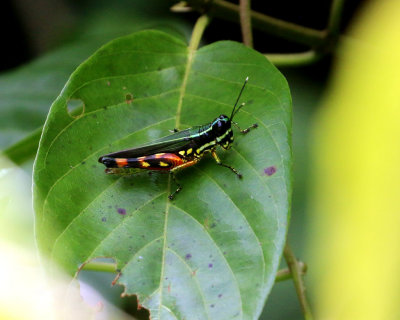 RAINBOW GRASSHOPPER 