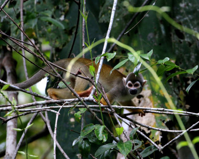 COMMON SQUIRREL MONKEY