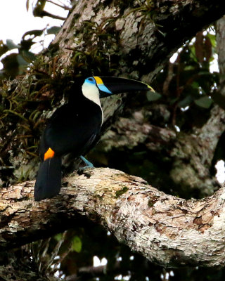 WHITE-THROATED TOUCAN