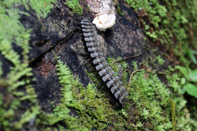 MILLIPEDE
