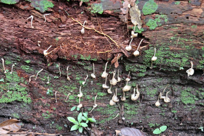 PHOSPHORESCENT MUSHROOMS