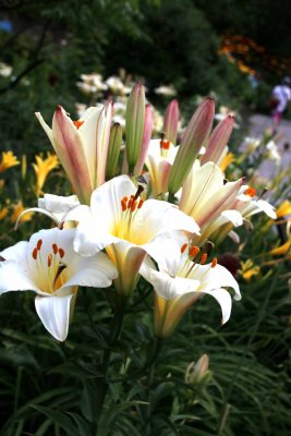 THE GARDENS OF CASTEL TRAUTTMANSDORF