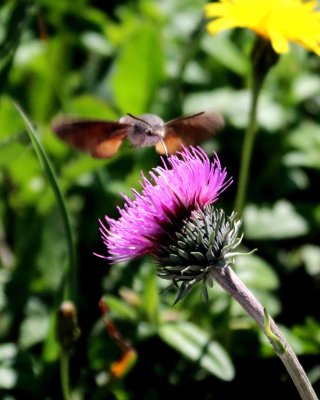 IMG_0842_edited-1.jpg