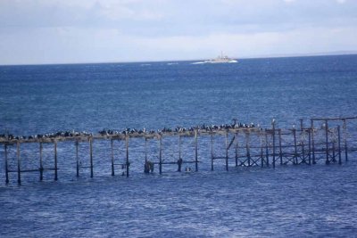 CORMORANTS