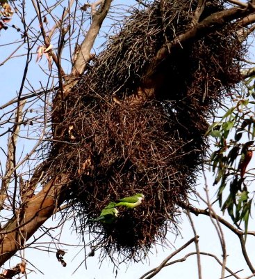 GREEN PARAKEETS