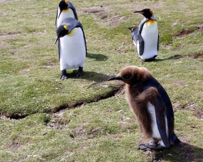 KING PENGUINS
