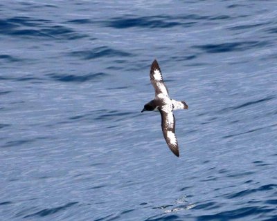 CAPE PETREL