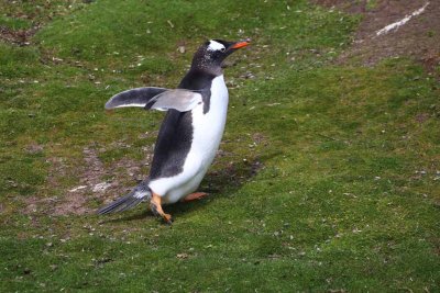 GENTOO PENGUIN