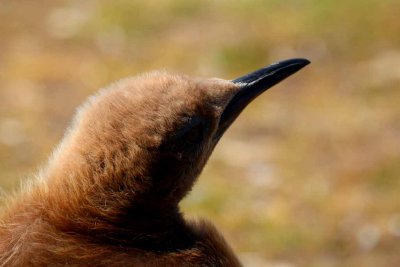KING PENGUIN