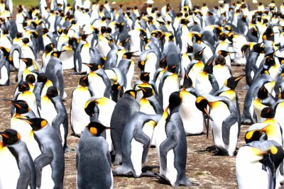 KING PENGUINS