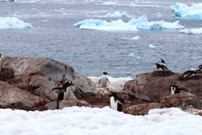 GENTOO PENGUINS