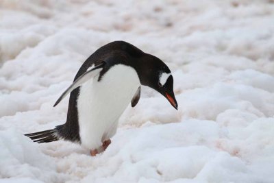 GENTOO PENGUINS
