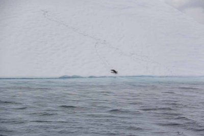 A GENTOO WALKS UP AN ICEBERG AND THEN SLIDES DOWN