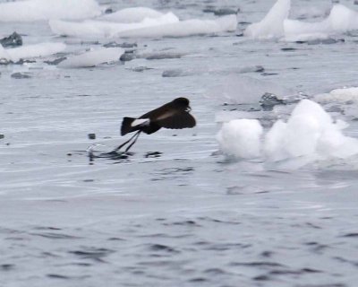 WILSON'S STORM PETREL