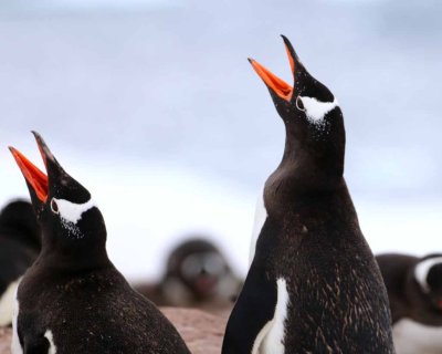 GENTOO PENGUINS