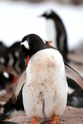 GENTOO PENGUINS