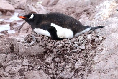 GENTOOS MAKE NESTS ON ROCKS TO KEEP EGGS DRY