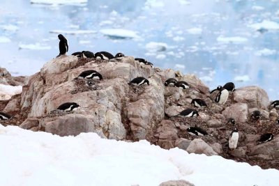 GENTOO PENGUINS