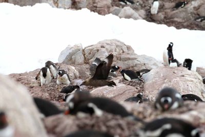 GENTOO PENGUINS