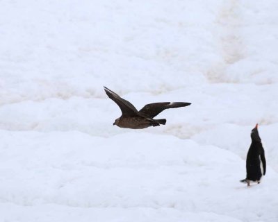 BROWN SKUA STRAFES GENTOO COLONY